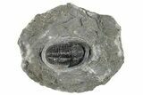 Detailed Gerastos Trilobite Fossil - Morocco #271889-2